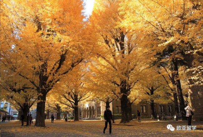 日本研究生院大学院-日本毕业证